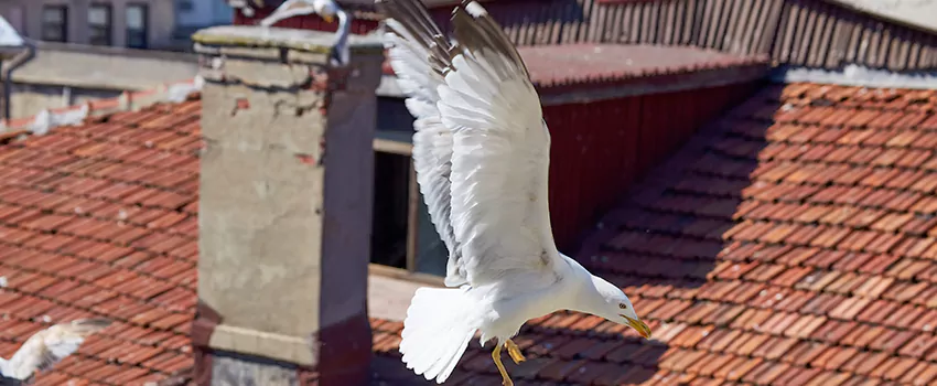 Residential Chimney Animal Removal Solution in Lebanon, PA